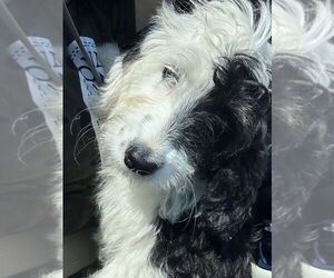 Bernedoodle Dogs for adoption in Studio City, CA, USA