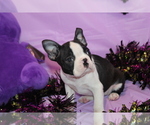 Minka - Female Boston Terrier Puppy for Sale - Photo #6