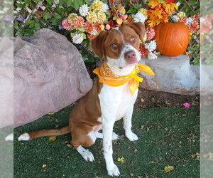 Mutt Dogs for adoption in Oklahoma City, OK, USA