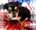 Small #7 Yorkshire Terrier