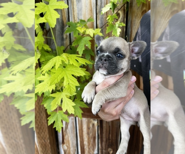 Medium Photo #1 French Bulldog Puppy For Sale in IDAHO FALLS, ID, USA