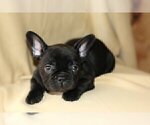 Small Photo #2 French Bulldog Puppy For Sale in FAIRFAX, VA, USA