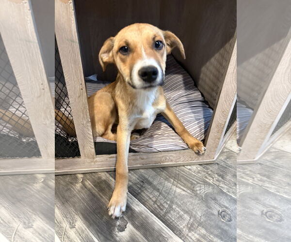 Medium Photo #2 Mutt Puppy For Sale in Mount Pleasant, SC, USA