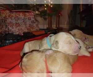 Goldendoodle Puppy for sale in TROY, MO, USA