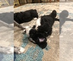 Small Photo #24 Aussiedoodle-Poodle (Standard) Mix Puppy For Sale in COMMERCE, MI, USA