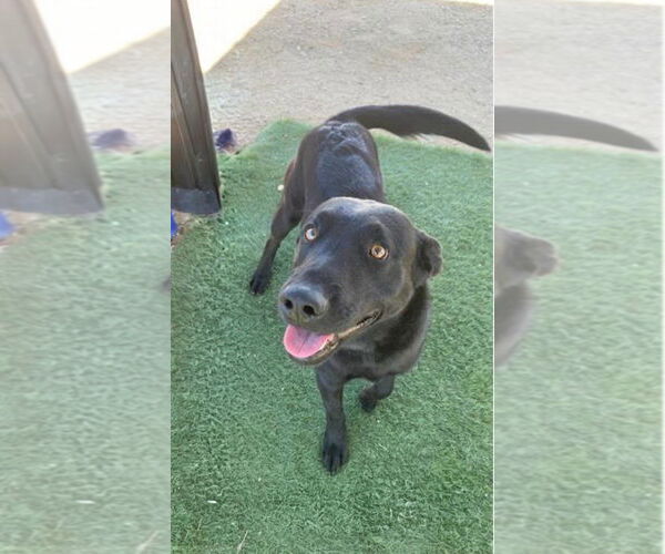 Medium Photo #1 Labrador Retriever-Unknown Mix Puppy For Sale in San Diego, CA, USA