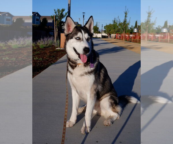 Medium Photo #6 - Mix Puppy For Sale in Woodland Hills, CA, USA