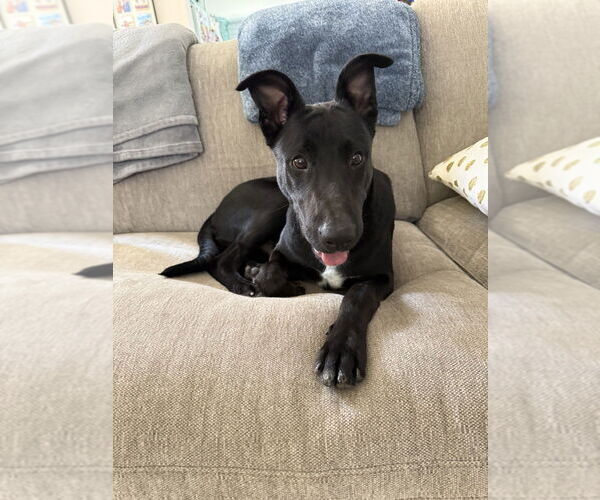 Medium Photo #1 Labrador Retriever-Unknown Mix Puppy For Sale in San Diego, CA, USA