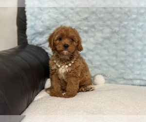 Cavapoo Puppy for sale in CAMPBELLSVILLE, KY, USA