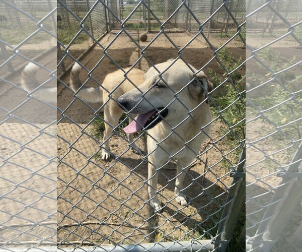 Medium Photo #2 Anatolian Shepherd-Labrador Retriever Mix Puppy For Sale in Pryor, OK, USA