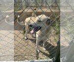Small #1 Anatolian Shepherd-Labrador Retriever Mix