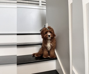 Cavapoo Puppy for sale in CHICAGO, IL, USA