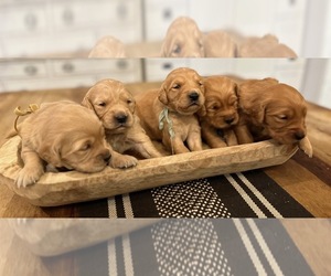 Golden Retriever Puppy for Sale in NORTHPORT, Washington USA