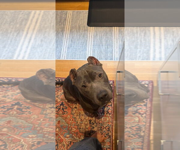 Medium Photo #1 American Pit Bull Terrier Puppy For Sale in Techny, IL, USA