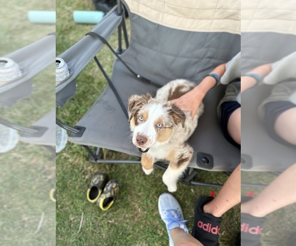 Medium Photo #1 Miniature Australian Shepherd Puppy For Sale in CUMMING, GA, USA