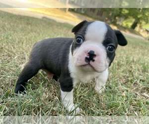 Boston Terrier Puppy for sale in WASHBURN, MO, USA