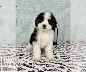 Miniature Bernedoodle Puppy for sale in FRANKLIN, IN, USA