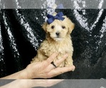 Puppy Frosted Maltipoo