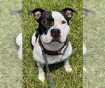Small American Staffordshire Terrier