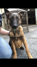 Belgian Malinois Puppy for sale in WILLIAMSTOWN, NJ, USA