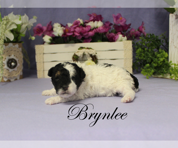 Medium Photo #13 Poodle (Toy) Puppy For Sale in CHANUTE, KS, USA