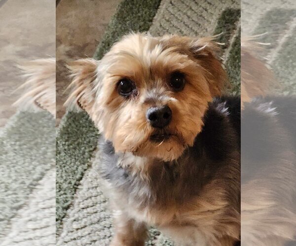 Medium Photo #4  Puppy For Sale in , 
