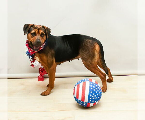 Medium Photo #2 Rottweiler-American Pit Bull Terrier Puppy For Sale in Sanford, FL, USA