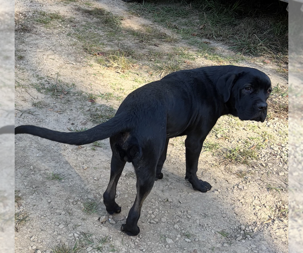 Medium Photo #3 Mutt Puppy For Sale in Decatur, GA, USA