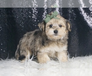 Medium Morkie
