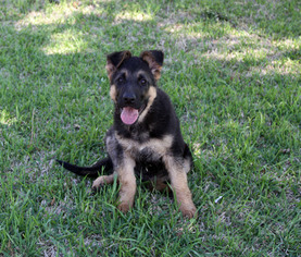 German Shepherd Dog Puppy for sale in ROANOKE, TX, USA