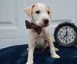 Small Photo #4 American Pit Bull Terrier Puppy For Sale in HONEY BROOK, PA, USA