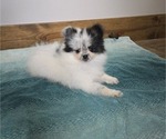 Small #5 Pomeranian