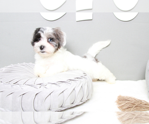 Mal-Shi Puppy for sale in MARIETTA, GA, USA