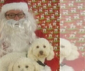 Father of the Goldendoodle mix (+ Poodle Miniature) puppies born on 02/12/2026