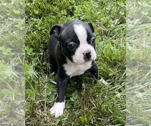 Boston Terrier Puppy for Sale in FLORENCE, Kentucky USA