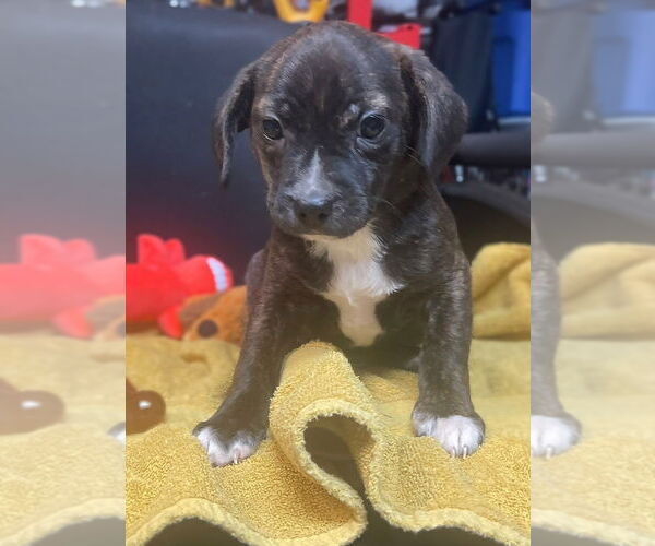 Medium Photo #1 Chug Puppy For Sale in Aurora, IN, USA