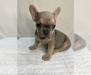 French Bulldog Puppy for sale in CHARLESTON, SC, USA