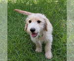 Small #1 Dachshund Mix
