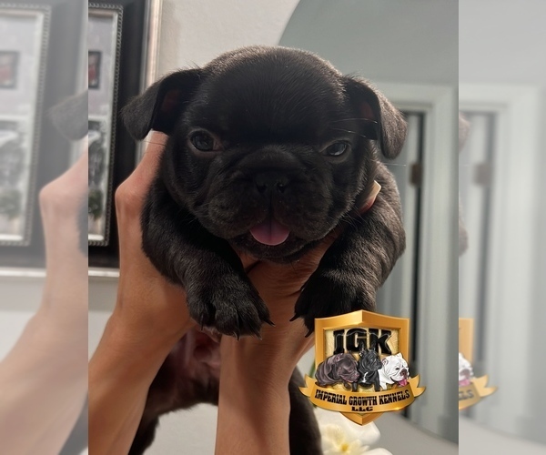Medium Photo #5 French Bulldog Puppy For Sale in SPRING HILL, FL, USA