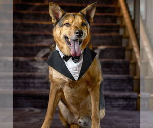 Novak - Male German Shepherd Dog-Unknown Mix Dog for Adoption - Photo #4