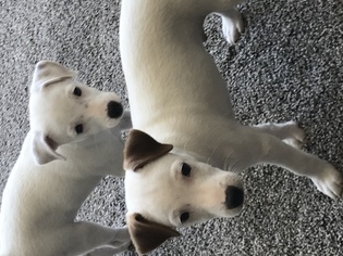 Jack Russell Terrier Puppy for sale in HOLT, MO, USA