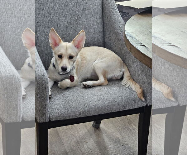 Medium Photo #4 Chihuahua-Unknown Mix Puppy For Sale in Farmington, MN, USA