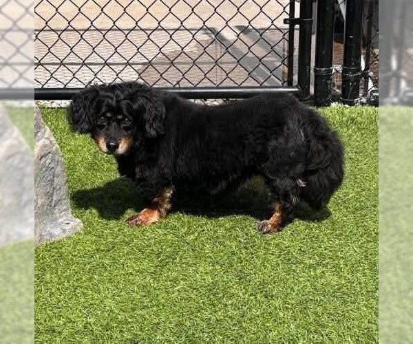 Medium Photo #2 Mutt Puppy For Sale in Fenton, MO, USA