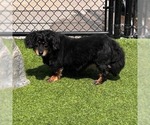 Small #1 Mutt