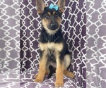 Small Photo #1 German Shepherd Dog Puppy For Sale in LAKELAND, FL, USA