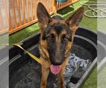 Small German Shepherd Dog Mix
