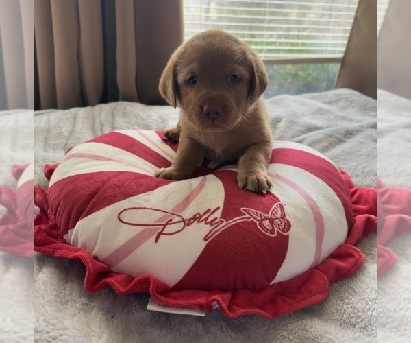 Medium Photo #14 Labrador Retriever Puppy For Sale in ELIZABETH, WV, USA