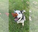 Small #1 Siberian Husky