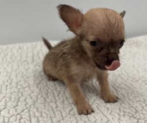 Chorkie Dog for Adoption in SAINT AUGUSTINE, Florida USA