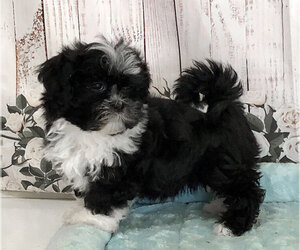 Mal-Shi Puppy for sale in PENNS CREEK, PA, USA